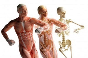 MA-A 2024 - Formation médecine académique anatomie physiologie - Cycle 1