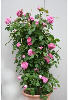 Duft-Rosenpflanze Gertrude Jekyll (Dav..