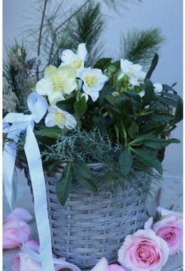 Arrangement mit Christrose