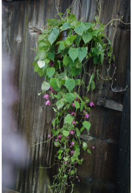 Sommerpflanze "Rosenkleid"