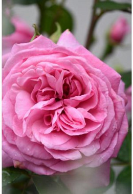 Duft-Rosenpflanze Gertrude Jekyll (David Austin)