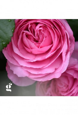 Karte "Rose Gertrude"