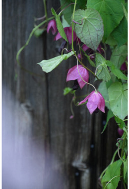Sommerpflanze "Rosenkleid"