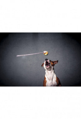 Nasenarbeit Basic Kurs 1 und 2    6er ..