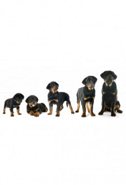 Wachstumskurve für Welpen