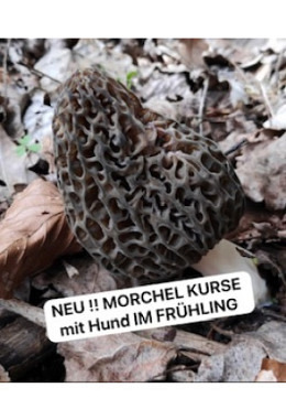 Morchel Ausbildung Praxis