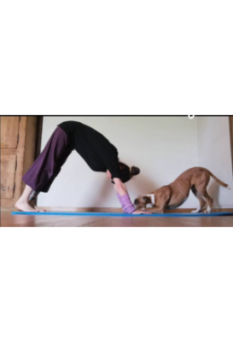 Yoga & Hund Einsteiger ABO