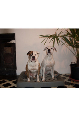 Gruppentraining ABO Diverse