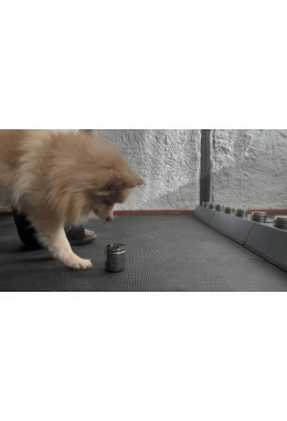 Morchel Ausbildung Praxiskurs mit Hund