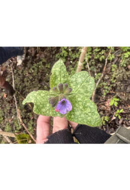 Wildkräuter Kurs - für Mensch & Hund