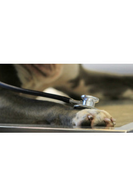 Medical Training 6er ABO