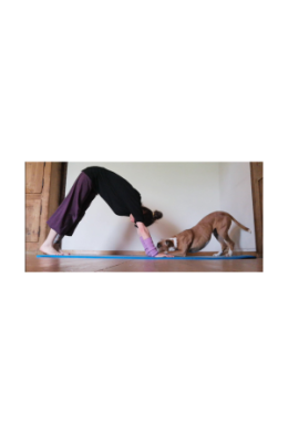 Yoga & Hund Einsteiger ABO