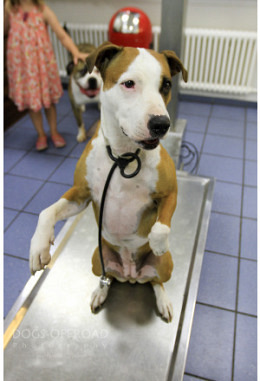 Medical Training an der Front