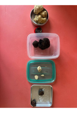 Trüffel Ausbildung Vertiefungskurs