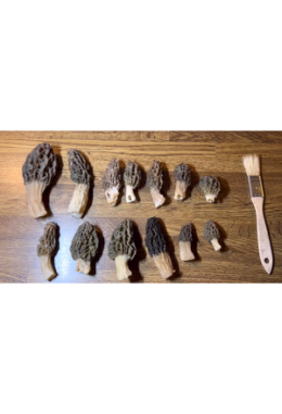 Morchel Ausbildung Theorie Kurs