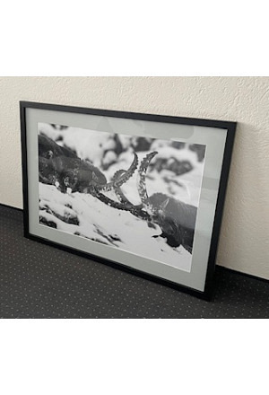 Brunftzeit bei den Steinböcken