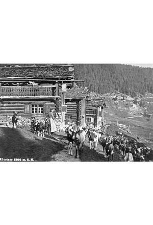 Alltäglicher Ziegenaufzug in Selfranga