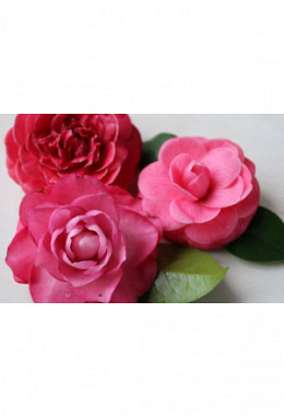 Bio Kamelienöl 50ml