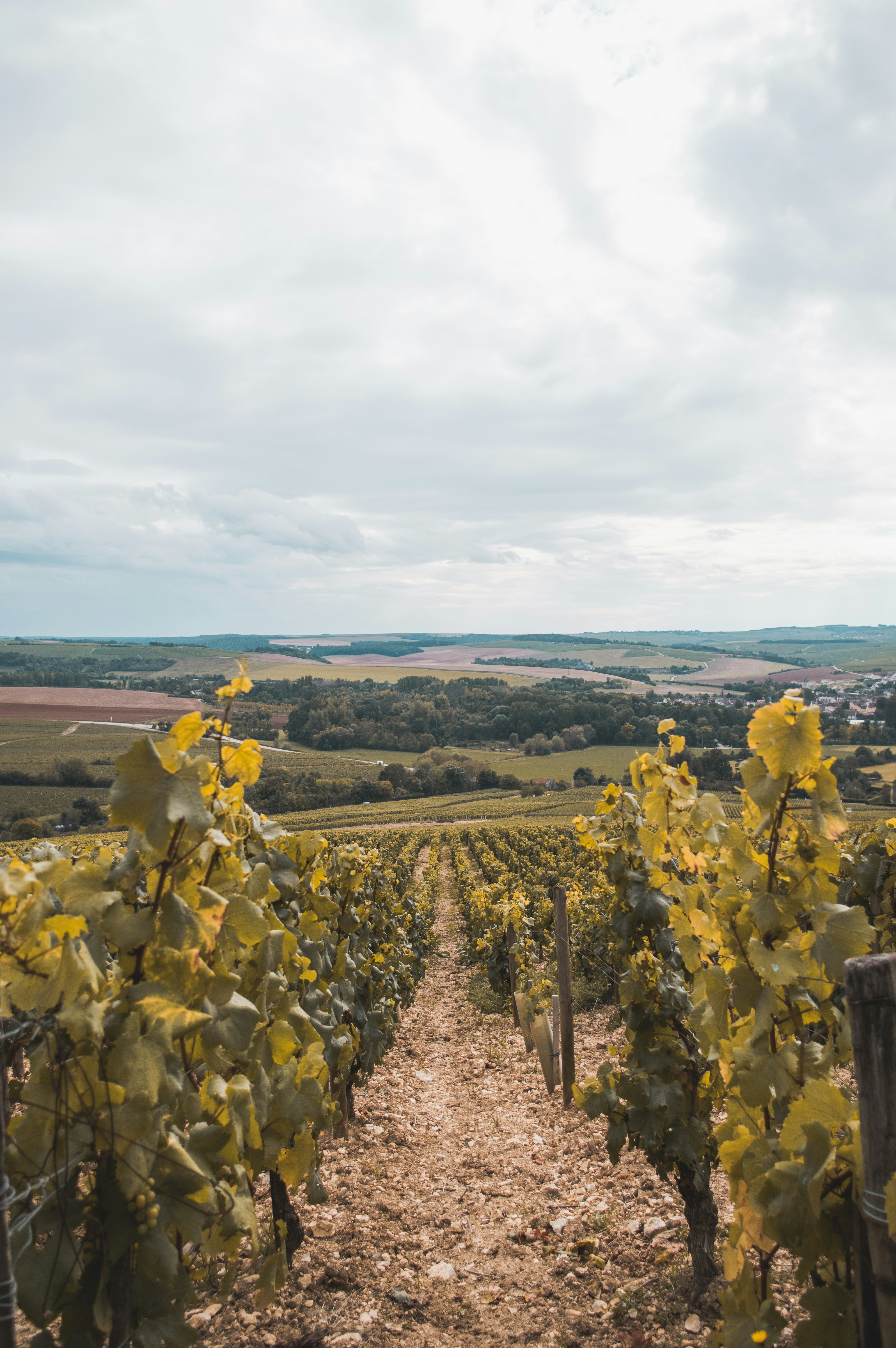 Chablis