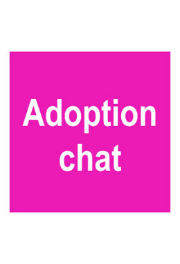 Adoption d'un chat