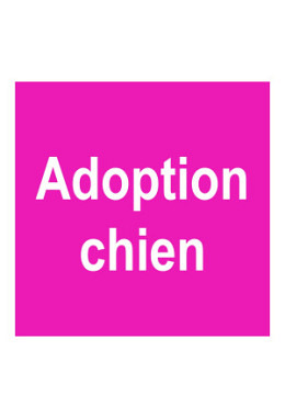 Adoption d'un chien