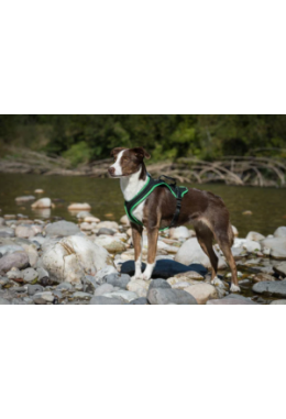 Harnais - Dogs Fun Run - Noir - L-XL