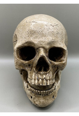 Skull natur 
