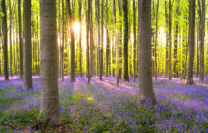 Grusskarte Buchenwald mit Hasenglöckchen