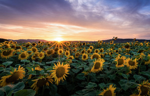 Grusskarte Sonnenblume