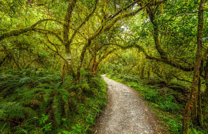 Grusskarte Regenwald