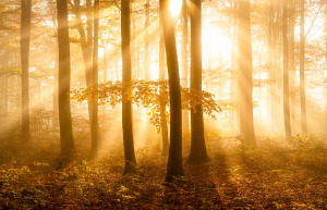 Grusskarte Buchenwald