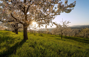 Grusskarte Kirschbäume