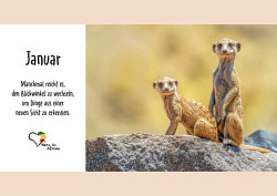 Benefiz Afrika Tischkalender Serie Surikati (Edition 2027) nur Kartenset
