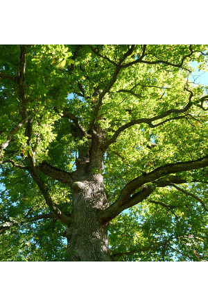 Kurs Baumkontrolleur*in BSB 2026