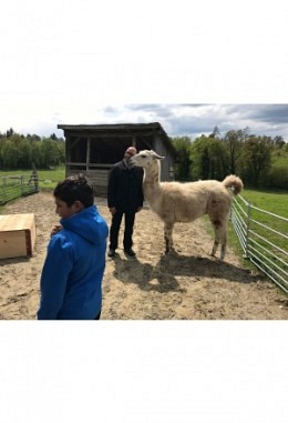 Lama- & Minipig-"Schnupperbegegnung" (60min) Gutschein