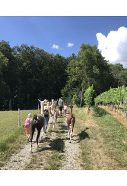 Lama-Spaziergang (max. 90 min) Erwachsene
