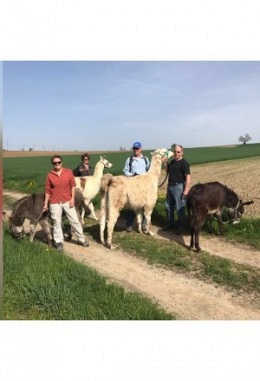 Lama-Spaziergang "Chopflüftä" (1 Std.) Gutschein