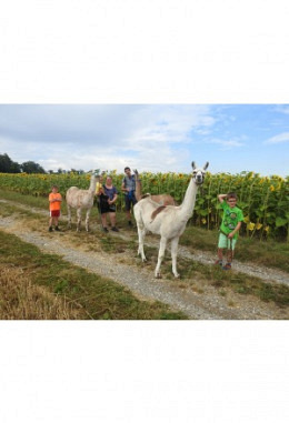 Lama-Spaziergang (90 min) Gutschein