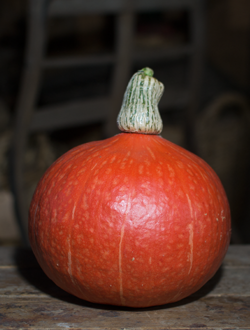 Kürbis Knirps Orange