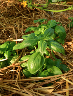 Basilikum Pesto mit gerösteten Haselnü..