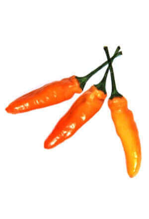 Où pousse le poivre (livre de poche)