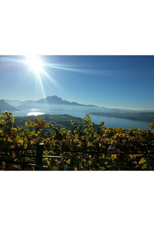 Platz für Degustation im Weinberg
