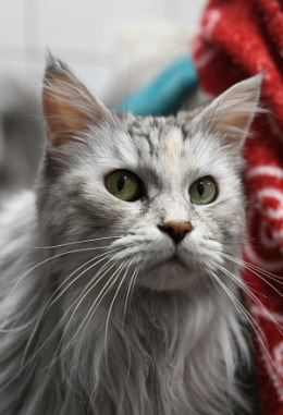 Tierpatenschaft für Shila