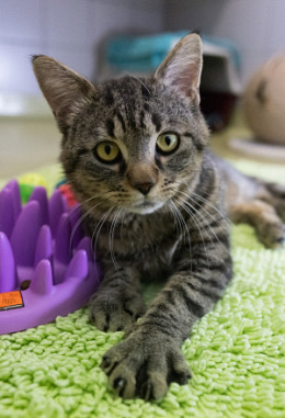 Startpatenschaft Katzen