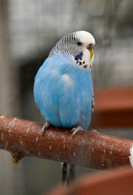 Startpatenschaft Vögel