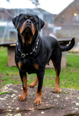 Tierpatenschaft für Izzy