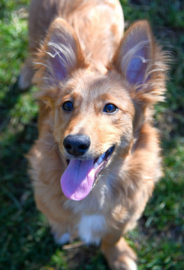 Startpatenschaft Hunde