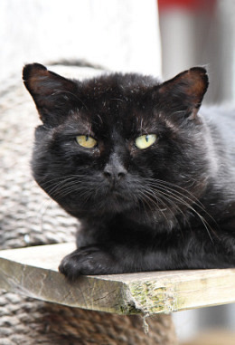 Tierpatenschaft für Salem