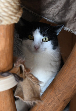 Tierpatenschaft für Fläckli