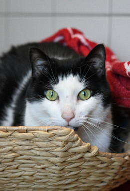 Tierpatenschaft für Tyson